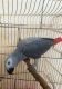 African Grey Birds for sale in 1500 South, US-91, Logan, UT 84321, USA. price: $500