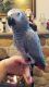 African Grey Birds for sale in Winston-Salem, NC, USA. price: $500
