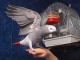 African Grey Birds for sale in North Bergen, NJ 07047, USA. price: $500