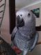 African Grey Birds for sale in Colorado Springs, CO 80903, USA. price: $450