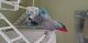 African Grey Birds for sale in Township of Washington, NJ 07676, USA. price: NA