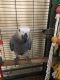 African Grey Birds for sale in Mountain View, CA, USA. price: NA