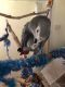 African Grey Birds for sale in San Jose, CA, USA. price: NA