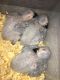 African Grey Birds for sale in Coupeville, WA 98239, USA. price: NA