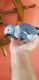 African Grey Birds for sale in CA-152, Gilroy, CA, USA. price: NA