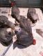 African Grey Birds for sale in Bloomington, IL, USA. price: NA