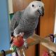 African Grey Birds for sale in Mesquite, TX, USA. price: NA