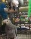 African Grey Birds for sale in Kendallville, IN 46755, USA. price: NA