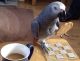 African Grey Birds for sale in Illinois City, IL 61259, USA. price: NA