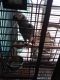 African Grey Birds for sale in East Brunswick, NJ, USA. price: NA
