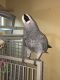 African Grey Birds for sale in Pittsburgh, PA, USA. price: NA