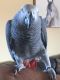 African Grey Birds for sale in Dayton, OH, USA. price: NA