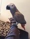 African Grey Birds for sale in Columbia, SC, USA. price: NA