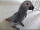 African Grey Birds for sale in Charlotte, NC, USA. price: $660