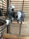 African Grey Birds for sale in Charleston, SC, USA. price: $700