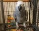 African Grey Birds for sale in Miami, FL, USA. price: NA