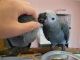 African Grey Birds for sale in Colchester, VT 05446, USA. price: NA