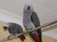 African Grey Birds for sale in Hartland, WI 53029, USA. price: NA