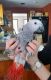 African Grey Birds for sale in New Jersey Turnpike, Kearny, NJ, USA. price: $500
