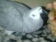 African Grey Birds for sale in New Jersey Turnpike, Kearny, NJ, USA. price: $450