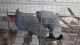 African Grey Birds for sale in Abiquiu, NM 87510, USA. price: NA