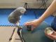 African Grey Birds for sale in Texas City Dike, Texas City, TX, USA. price: NA