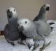 African Grey Birds for sale in California City, CA, USA. price: NA