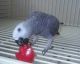 African Grey Birds for sale in Illinois City, IL 61259, USA. price: NA