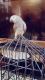 African Grey Birds for sale in Dhaka, Bangladesh. price: NA