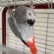 African Grey Birds for sale in Texas City, TX, USA. price: NA