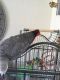 African Grey Birds for sale in Melbourne, VIC, Australia. price: $1,200