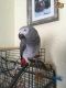 African Grey Birds for sale in New Jersey, NB E9G 2K9, Canada. price: $1,000