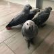 African Grey Birds for sale in Delton, MI 49046, USA. price: $800