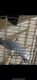 African Grey Birds for sale in Houston, TX, USA. price: NA