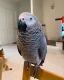 African Grey Birds for sale in San Marcos, CA 92096, USA. price: NA