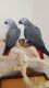 African Grey Birds for sale in Van Nuys, Los Angeles, CA, USA. price: NA
