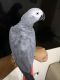 African Grey Birds for sale in 54501 Griffis Rd, Cassopolis, MI 49031, USA. price: NA