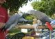African Grey Birds for sale in Hollywood, FL, USA. price: NA