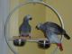 African Grey Birds for sale in New York Mills, MN 56567, USA. price: NA