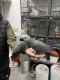 African Grey Birds for sale in West Virginia, W End Rd, Benington, Boston PE22 0EJ, UK. price: 2250 GBP