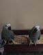 African Grey Birds for sale in Salt Lake City, UT, USA. price: $2,250