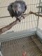 African Grey Birds for sale in Parkville, MD, USA. price: $1,155