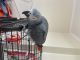 African Grey Birds for sale in Dearing, KS, USA. price: NA