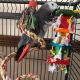 African Grey Birds for sale in Bloomingburg, OH 43106, USA. price: NA