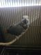 African Grey Birds for sale in Whittier, CA, USA. price: NA