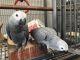 African GreyDes oiseauxà vendre dans Douala Port, Douala, Cameroun. Prix: 300 XAF