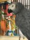 African Grey Birds for sale in North Franklin, Franklin, CT 06254, USA. price: $3,000