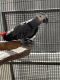 African Grey Hornbill Birds for sale in Homestead, FL 33033, USA. price: $215,000