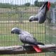 African Grey Hornbill Birds for sale in Los Angeles, California. price: $500