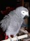 African Grey Hornbill Birds for sale in Syracuse, NY, USA. price: NA